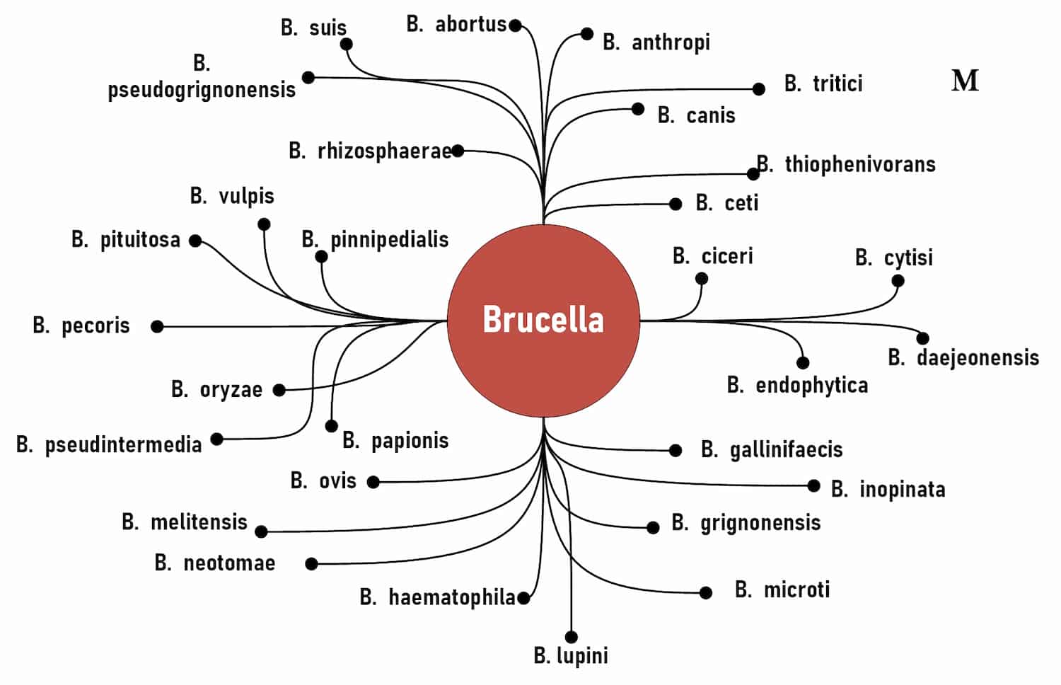 taxonomie brucella