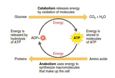 Métabolisme énergétique
