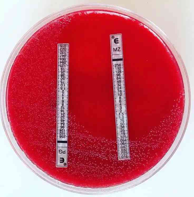 Brucella agar 