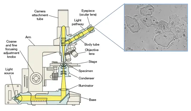 Brightfield optical microscopy