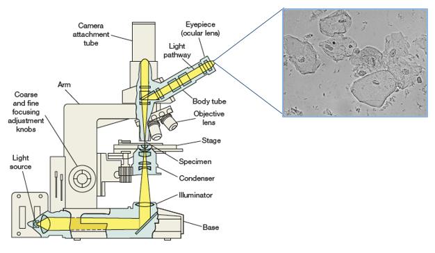 Microscope Optique à Fond Clair