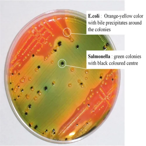 Hektoen Enteric Agar : Principle | Preparation | Interpretation