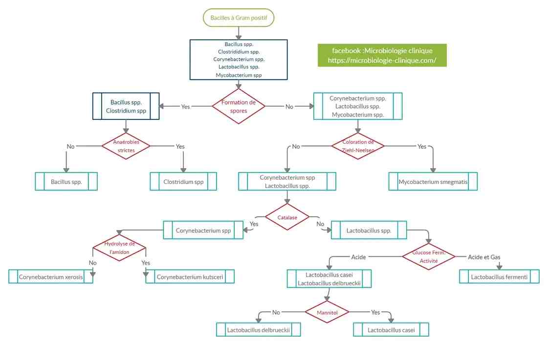 Identification bactérienne Bacilles Gram positif