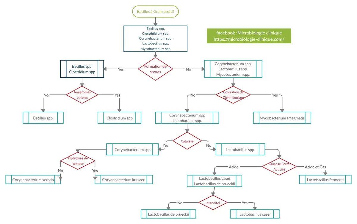 Identification of Gram positive bacilli