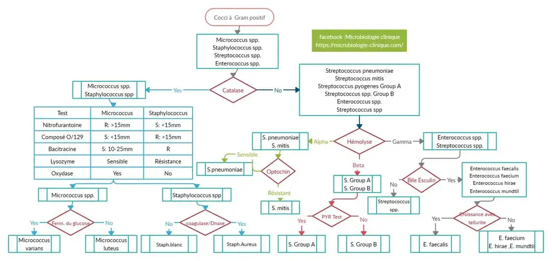 Identification bactérienne Cocci Gram positif