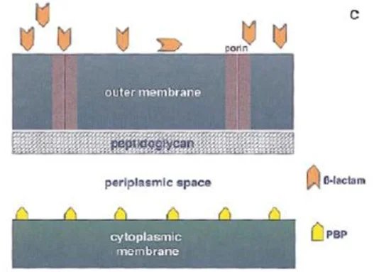 Imperméabilité aux beta-lactamines