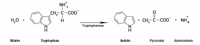 Indole-réaction