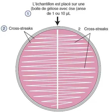 Semi-quantitative seeding 