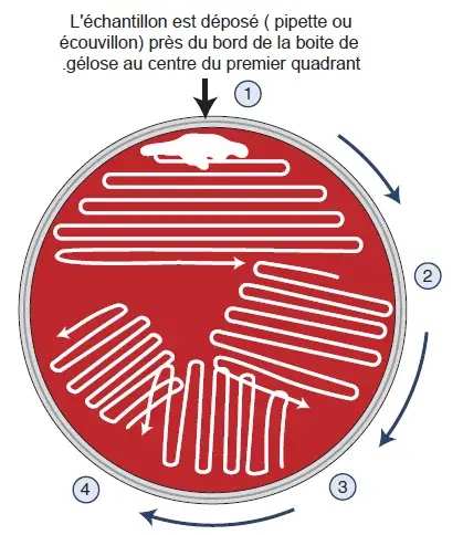 L'ensemencement en quadrants 