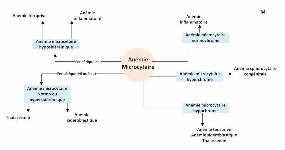 anémie microcytaire classification