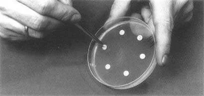 Manual application of antibiotic discs