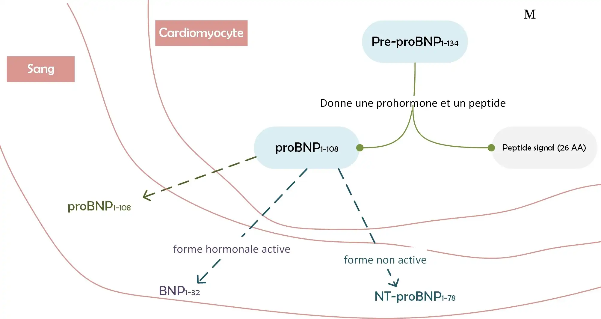 NT-proBNP