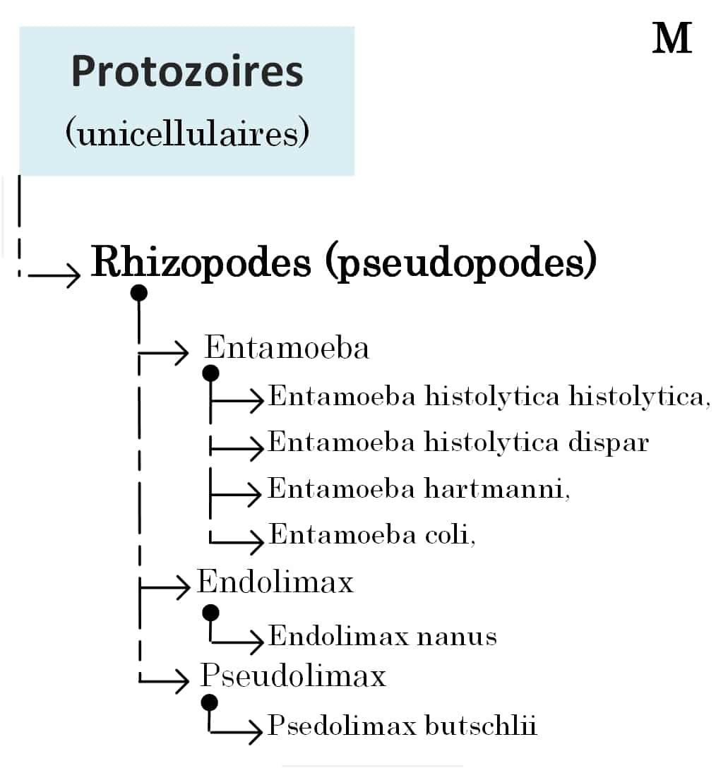 classification-amibes-entamoeba