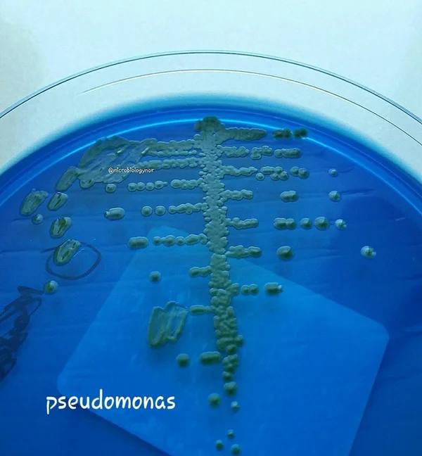  CLED agar pseudomonas