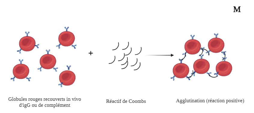 test de Coombs direct