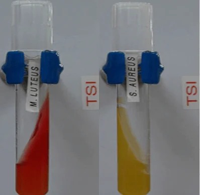 TSI Microcoque vs S.aureus 