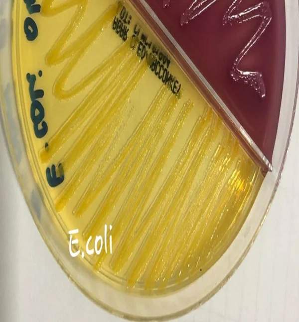  CLED agar ecoli