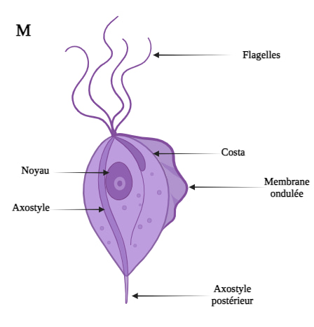 forme-trichomonas-vaginalis