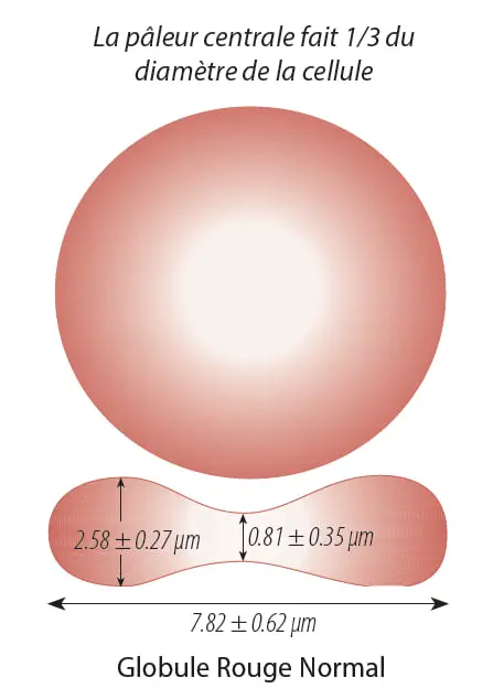 Normal Red Blood Cell Form