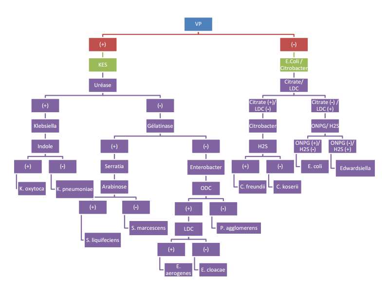 Identification of positive ONPG Enterobacteriaceae