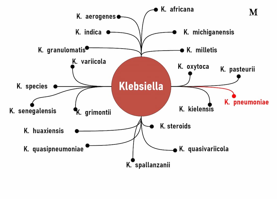 Classification Klebsiella pneumoniae