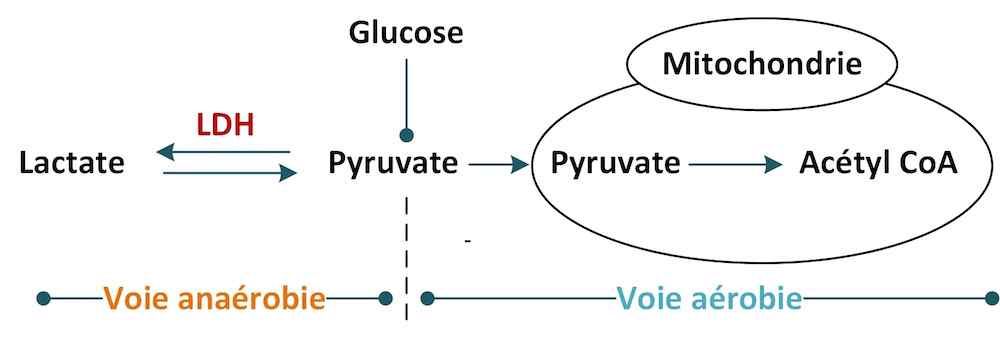 lactate