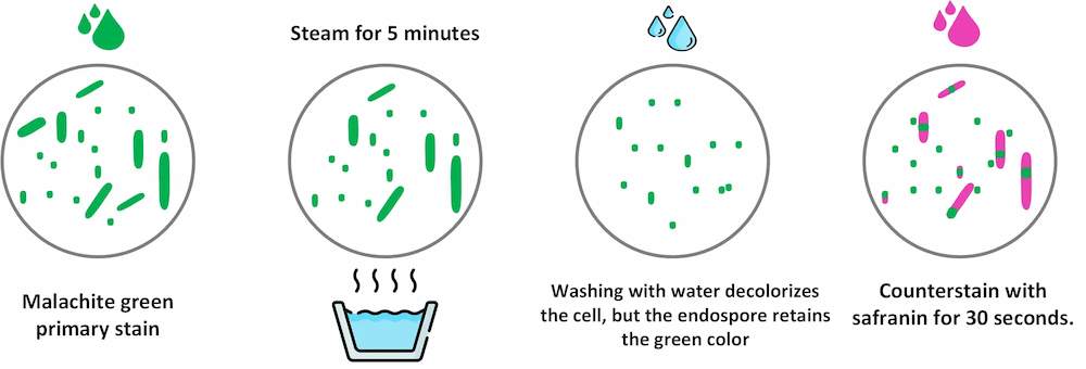 Malachite green staining