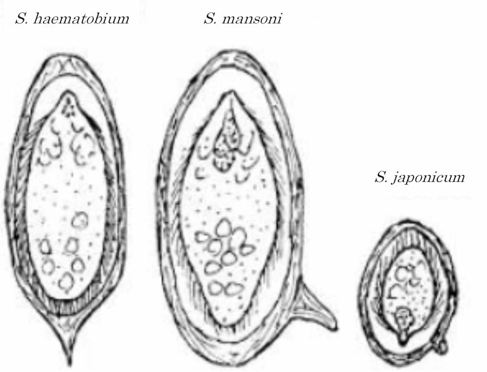 oeufs de schistosoma