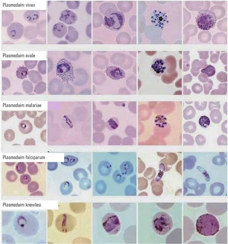 Plasmodium le parasite