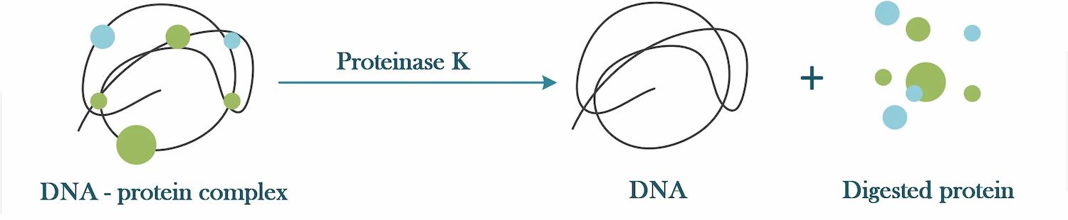 Proteinase K 