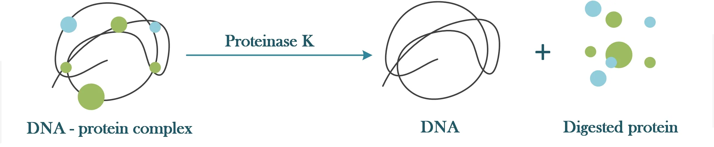 Proteinase K 