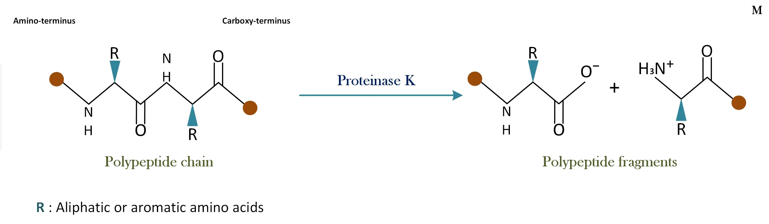 Proteinase K 