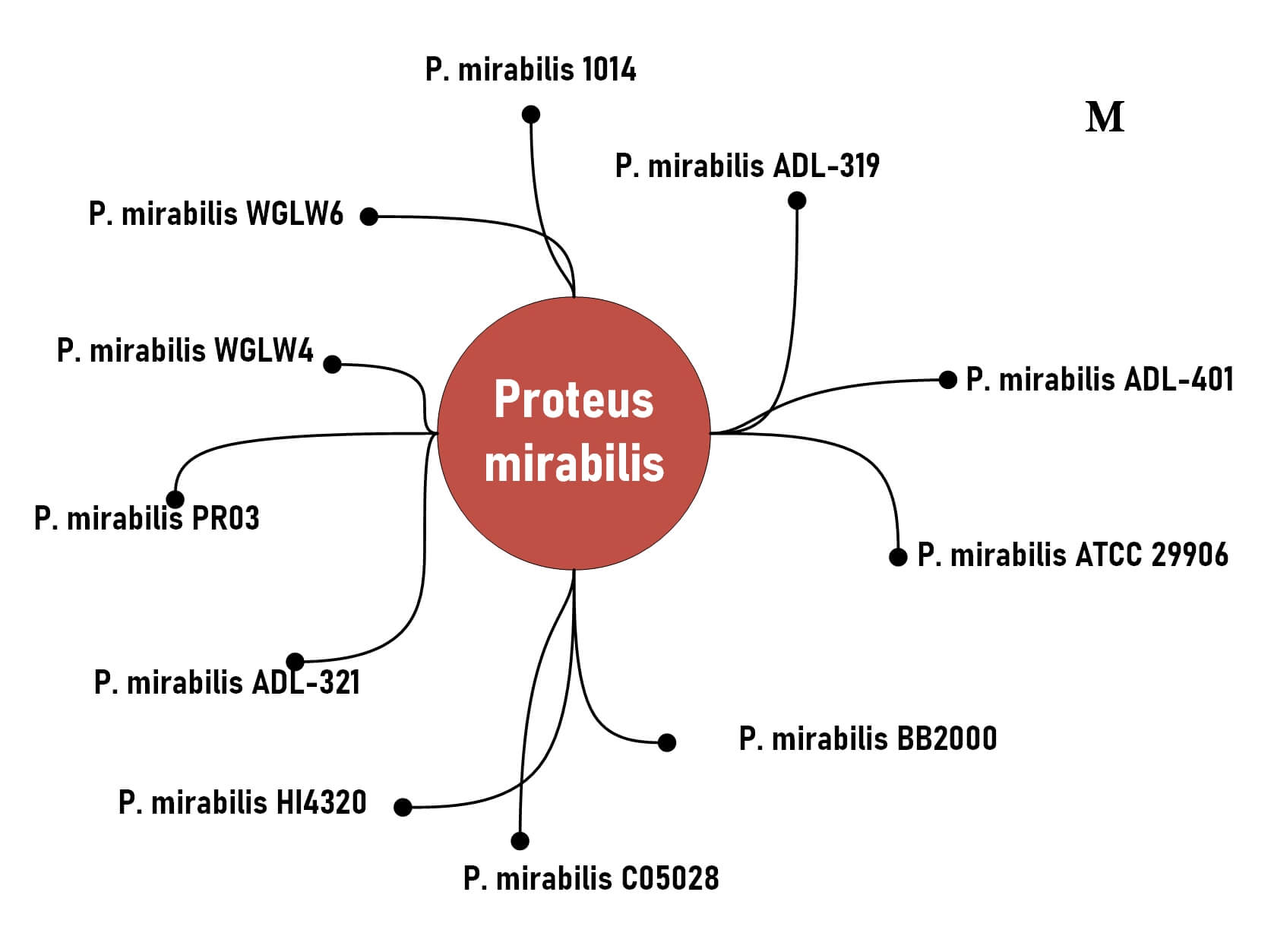 Classification proteus mirabilis 