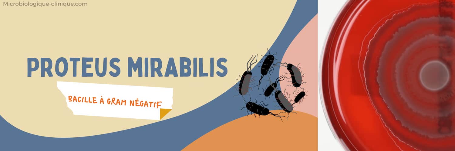 Proteus Mirabilis : Infection, Caractéristiques et Identification
