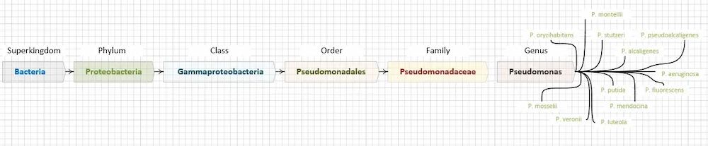 pseudomonas-Taxonomie