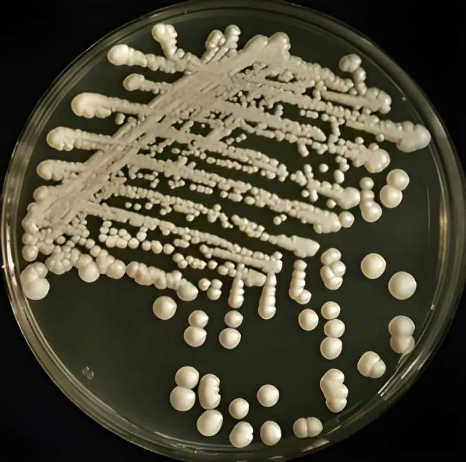 Techniques d'analyse Microbiologique