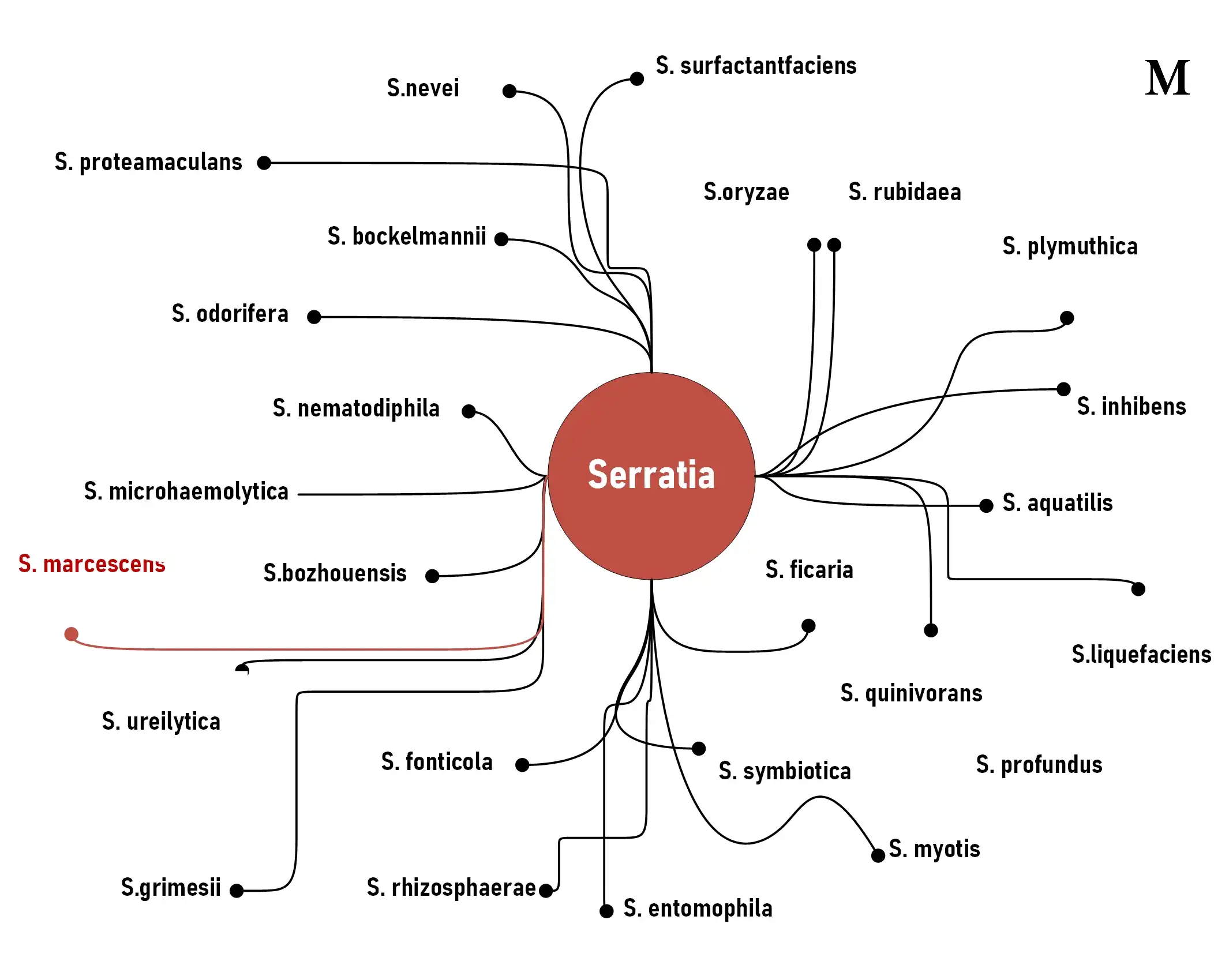 Classification Serratia marcescens 