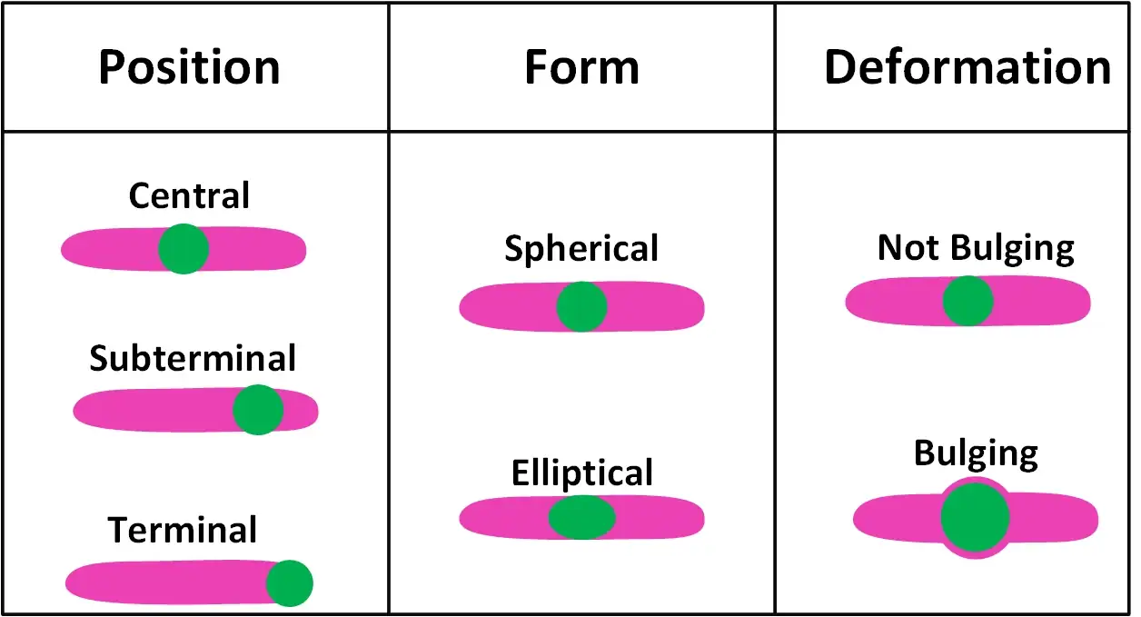 Shape and position of bacterial spores