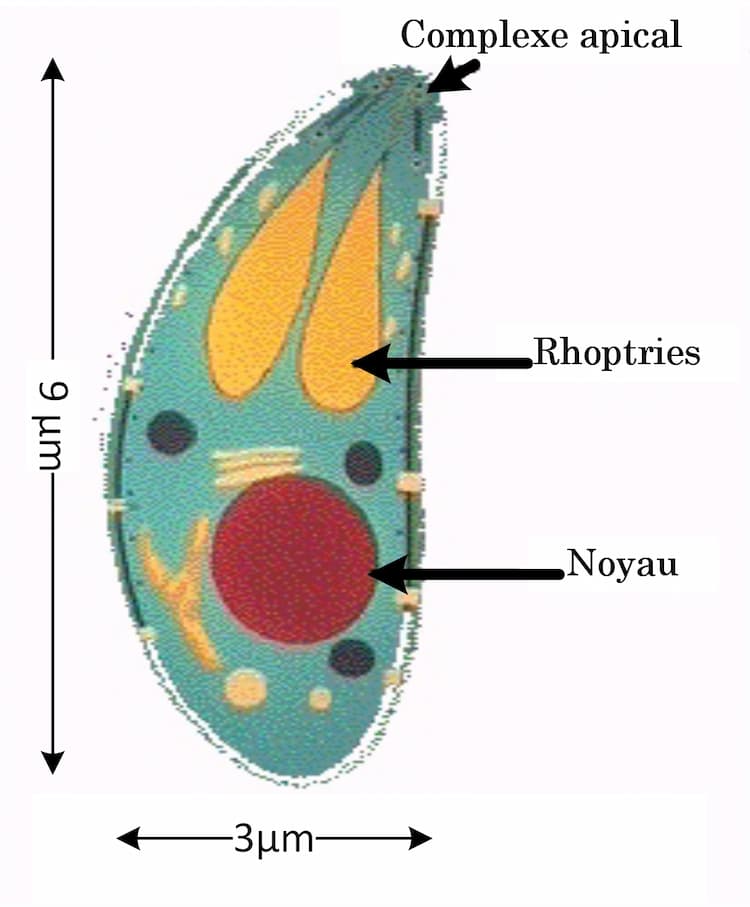 Toxoplasma gondii