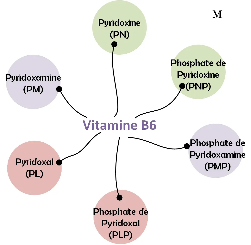 vitamine B6